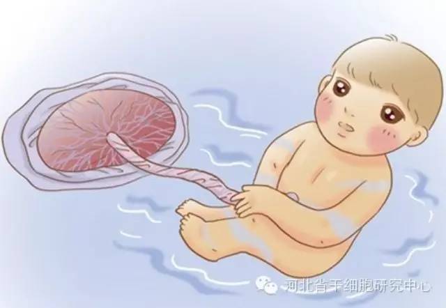 神秘的脐带间充质干细胞